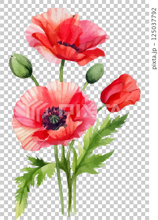 罌粟花水彩插畫AI生成 125037792