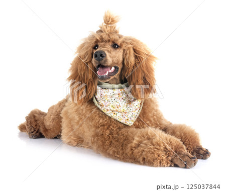 standard poodle in studio 125037844