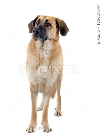 Spanish Mastiff in studio 125037847