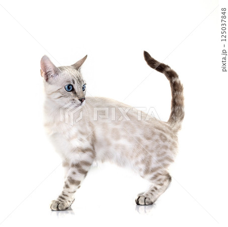 bengal kitten in studio 125037848