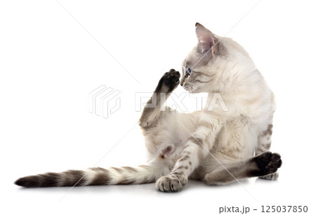 bengal kitten in studio 125037850