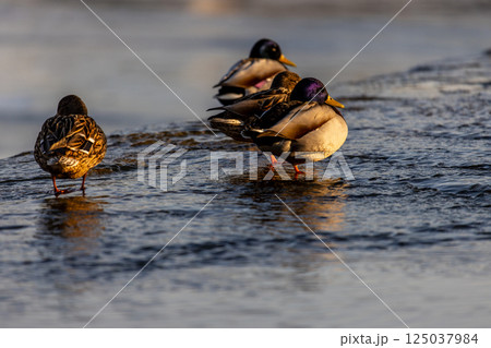 A large group of mallard ducks gathers near the shore, splashing in the shallow water. The golden sunlight highlights their vibrant feathers as they move and interact in a busy winter scene. A large group of mallard ducks gathers near the shore, splashing in the shallow water. The golden sunlight highlights their vibrant feathers as they move and interact in a busy winter scene. 125037984