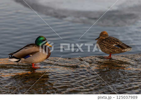 A male mallard duck stands on a shallow riverbank, its vibrant green head and yellow beak contrasting with the soft ripples of the water. The warm sunset glow reflects on the water's surface. A male mallard duck stands on a shallow riverbank, its vibrant green head and yellow beak contrasting with the soft ripples of the water. The warm sunset glow reflects on the water's surface. 125037989