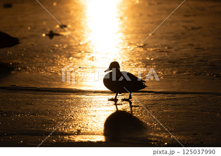 A duck silhouette walks across golden ice, illuminated by the warm glow of a bright sunset. Its reflection shimmers on the textured, glistening surface, creating a peaceful, dramatic scene. A duck silhouette walks across golden ice, illuminated by the warm glow of a bright sunset. Its reflection shimmers on the textured, glistening surface, creating a peaceful, dramatic scene. 125037990
