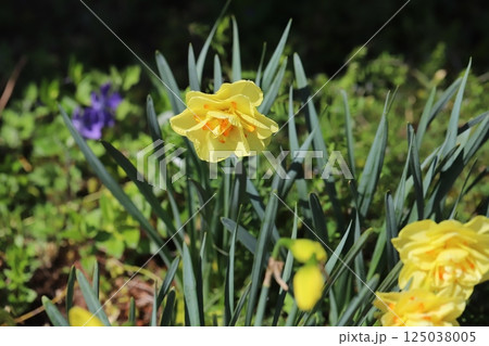 春の庭に咲く黄色い八重咲きスイセン（タヒチ）の花 125038005