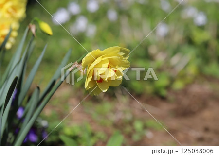 春の庭に咲く黄色い八重咲きスイセン(タヒチ)の花 春の庭に咲く黄色い八重咲きスイセン(タヒチ)の花 125038006