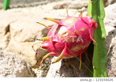 ドラゴンフルーツ（サボテン科ヒモサボテン属） 125038026