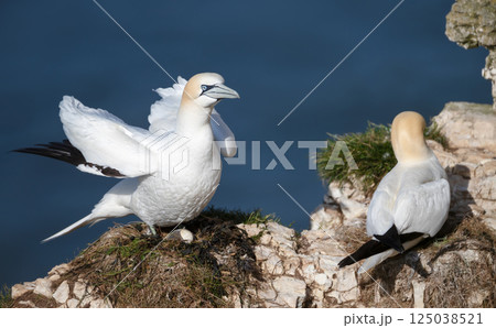 Pair of Northern gannets nesting on cliff 125038521