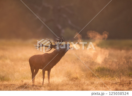 Red deer stag calling at sunrise during the rut in autumn 125038524