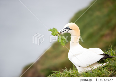 Portrait of a Northern gannet carrying nesting material in its beak Portrait of a Northern gannet carrying nesting material in its beak 125038527