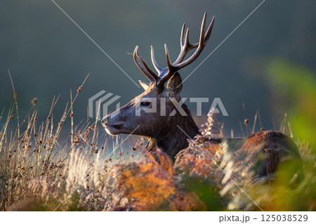 Portrait of a young red deer stag standing in the grass at sunrise in autumn Portrait of a young red deer stag standing in the grass at sunrise in autumn 125038529