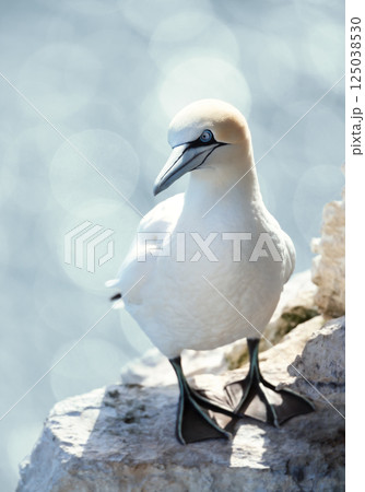 Portrait of a Northern gannet standing on a sea cliff Portrait of a Northern gannet standing on a sea cliff 125038530