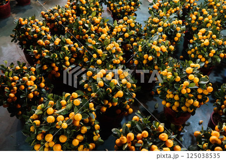 close up of many pots of plants which are clementine orange for Chinese New Year decoration close up of many pots of plants which are clementine orange for Chinese New Year decoration 125038535