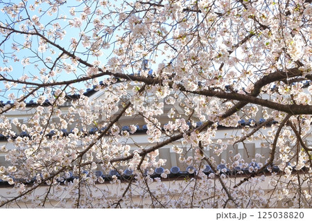 埼玉県 忍城 ~満開の桜に彩られる天守~ 埼玉県 忍城 ~満開の桜に彩られる天守~ 125038820