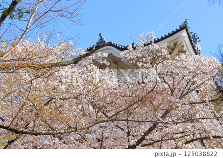 埼玉県 忍城 ~満開の桜に彩られる天守~ 埼玉県 忍城 ~満開の桜に彩られる天守~ 125038822