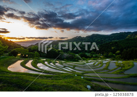 夜明けの棚田・千葉県大山千枚田 125038878