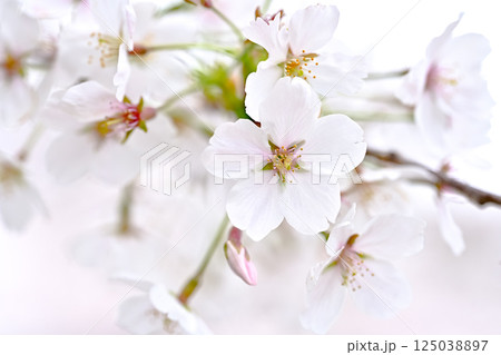 桜咲く 125038897