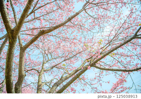 美しい桜 125038913