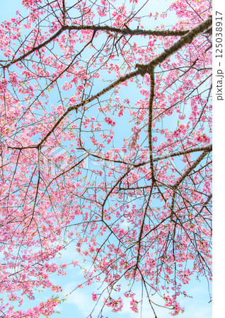 美しい桜 125038917