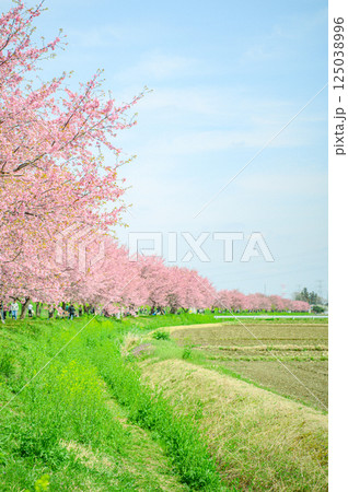 3月の北浅羽桜堤公園  125038996