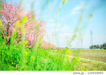 3月の北浅羽桜堤公園  125038997