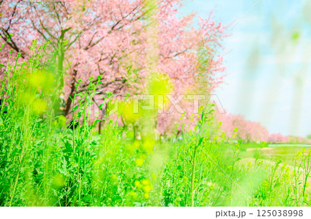 3月の北浅羽桜堤公園  125038998