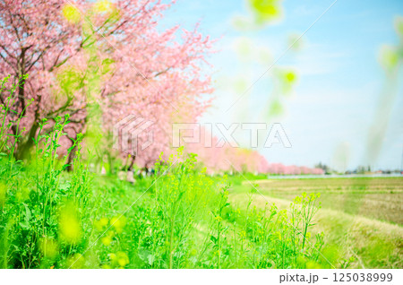 3月の北浅羽桜堤公園  125038999