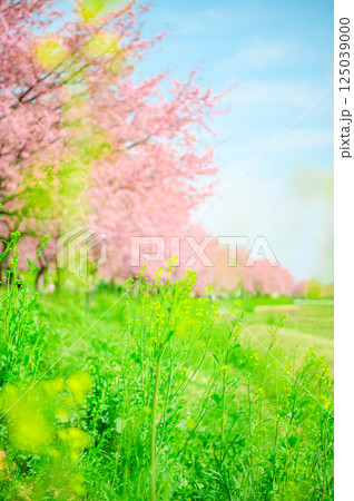 3月の北浅羽桜堤公園  125039000