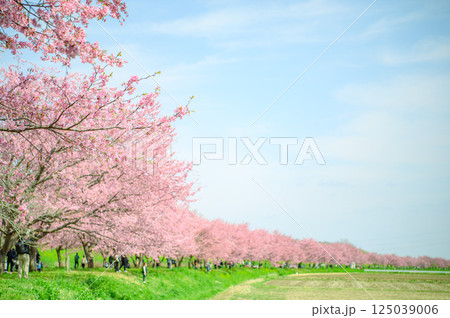 3月の北浅羽桜堤公園  125039006