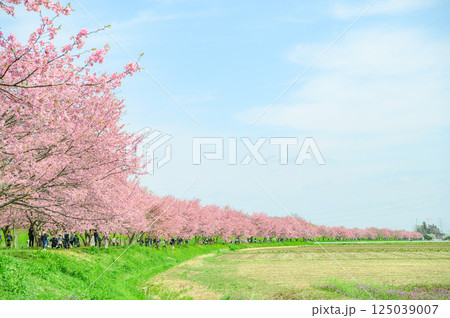 3月の北浅羽桜堤公園  125039007