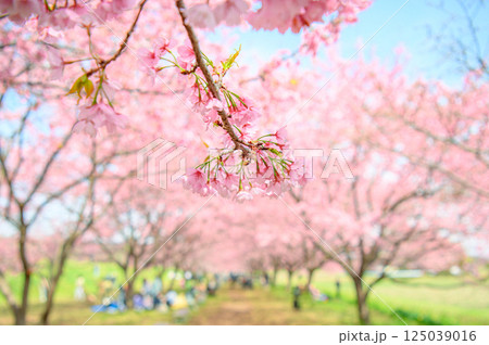 3月の北浅羽桜堤公園  125039016