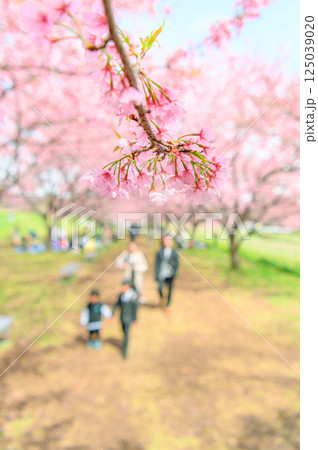 3月の北浅羽桜堤公園  125039020