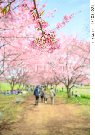 3月の北浅羽桜堤公園  125039023