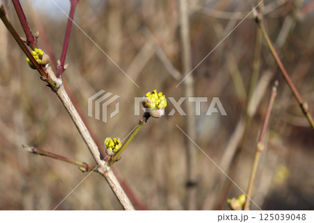 Blossoming flower buds on a dogwood bush Blossoming flower buds on a dogwood bush 125039048