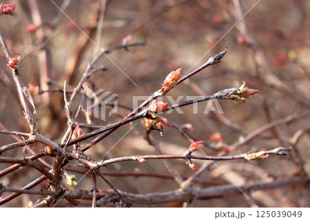 Branches with swollen pink buds on a honeysuckle bush Branches with swollen pink buds on a honeysuckle bush 125039049