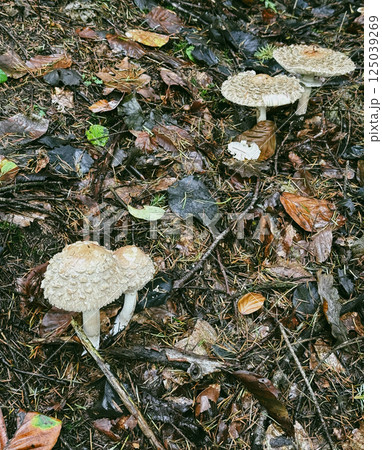 White parasol mushroom. Conditionally edible mushroom in the forest 125039269