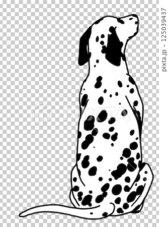 Dalmatian black and white transparent background 125039437