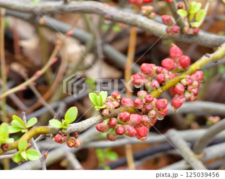 Branch with flower buds of Chaenomeles Japonica, Japanese quince, Maule's Quince, in early spring. 125039456