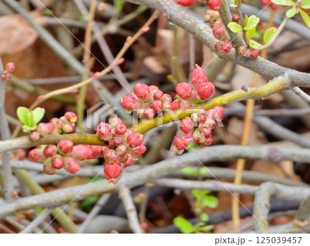Branch with flower buds of Chaenomeles Japonica, known as Japanese quince or Maule's Quince in early spring. 125039457