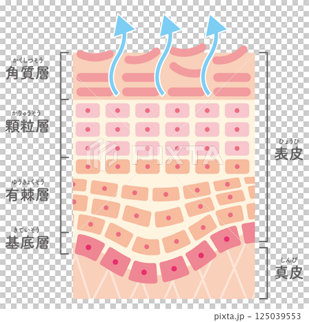 Illustration of a cross section of skin undergoing turnover (with names) 125039553