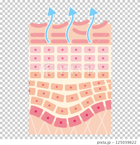 正在進行更新的皮膚橫斷面圖（無名稱） 125039622