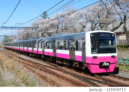 京成松戸線N800形と桜 125039713