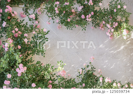 Blooming climbing roses frame light plastered wall in soft natural sunlight. Botanical elegance symbolizes eco-lifestyle, romantic aesthetic, rustic harmony. Natural background Blooming climbing roses frame light plastered wall in soft natural sunlight. Botanical elegance symbolizes eco-lifestyle, romantic aesthetic, rustic harmony. Natural background 125039734