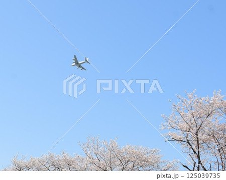 P-1哨戒機と桜 125039735