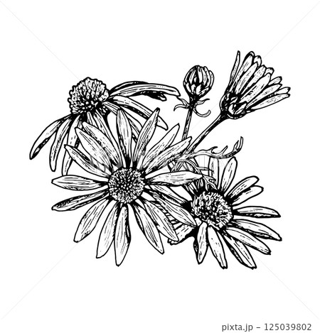 Hand drawn botanical illustration of blooming arnica flowers and buds with detailed leaves and stems. Suitable for herbal designs, tea packaging, cosmetic labels, postcards and eco prints. 125039802