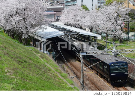 相鉄10000系YNBと桜 125039814