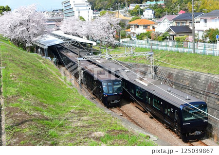 相鉄10000系、20000系と桜 相鉄10000系、20000系と桜 125039867