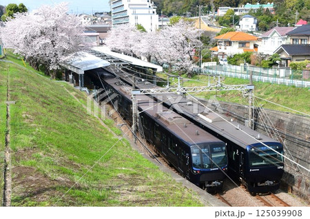 相鉄10000系20000系と桜 125039908