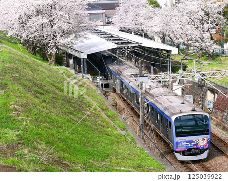 相鉄11000系そうにゃんトレインと桜 125039922