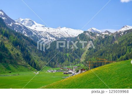 A green alpine valley with Austrian houses, cows and snow-capped mountains. High quality photo 125039968